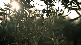 Olive Harvest