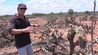 Clever cochineal culls crippling cactus