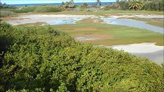 Chancery Lane swamp -Barbados