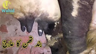 Treatment of teat stenosis in cow | تھن میں منہ سڑی کا علاج | Dr. Waqas Wahid | Wahid vet clinic