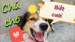 #shorts .CHÚ CHÓ BIẾT CƯỜI//DOG LAUGH #ngocnguyenvlog