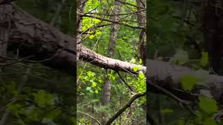 👴 Storm damage on the homestead #grampycampy #homecanning  #treedamage