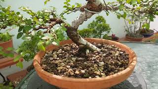 Prebonsai de olmo chino (Ulmus parviflofia)