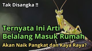 Ternyata Ini Arti Belalang Masuk Rumah Menurut Islam, Benarkah Pertanda Akan Naik Pangkat dan Kaya?