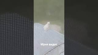 Муня видит