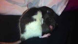 Rats wrestlng