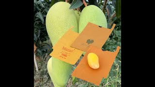 Mango fruit bags for fruit trees in Sri Lanka +8613583554035