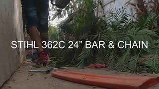 CUTTING A TREE DOWN #TREECUTTING #STIHL #CHAINSAW