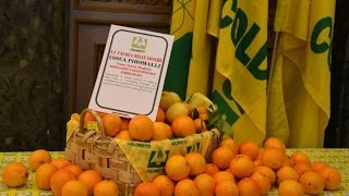 DALLE ARANCE DEI PIROMALLI ALL'OLIO DI MESSINA DENARO: LA MAFIA E' SERVITA