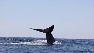 Blue whale surfacing