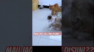 Si oyen : Mau jadi jagoan lu disini 😾  #cat #kucinglucu #shortvideo