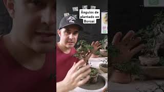 Ángulos de plantado en Bonsai 2024