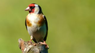 Goldfinch