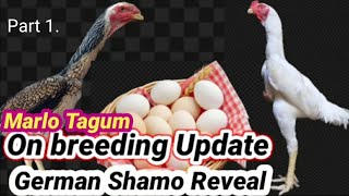 Shamo breeding Update/egg and chicks of giant imported Shamo in Tagum city