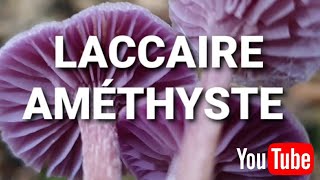 Identifier le Laccaire améthyste ! [Cueillette des champignons]