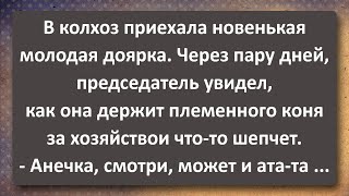 Новенькая Доярка Приехала в Колхоз! Сборник Самых Свежих Анекдотов! Юмор!