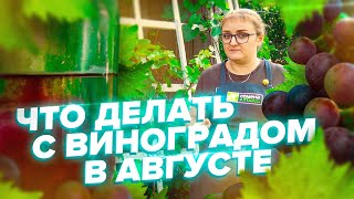 ЧТО ДЕЛАТЬ С ВИНОГРАДОМ В АВГУСТЕ? ЧЕМ ОБРАБОТАТЬ ВИНОГРАД ОТ БОЛЕЗНЕЙ? ОГРОМНЫЙ УРОЖАЙ!