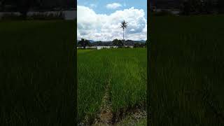 Sawah yang indah . #travel #danautoba #samosir #sumatera #wisataindonesia #ricefield #sawah #beauti