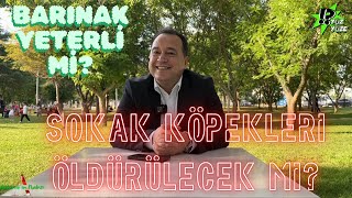 BESİM DUTLULU İLE KÖPEK KATLİAMI YASASINI KONUŞTUK!