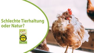 Schlechte Tierhaltung oder Natur? In der Gruppe gibt es immer ein schwächstes Tier.