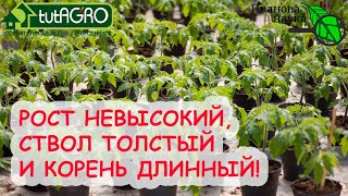 ОТ ЭТОГО СРЕДСТВА РАССАДА ВЗБОДРИТСЯ, БУДЕТ ПРАВИЛЬНО РАСТИ И ПРИЖИВЕТСЯ! Подкормка без удобрений.