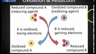 Cell Respiration Part 1