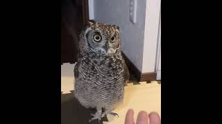 cute baby touching Owl