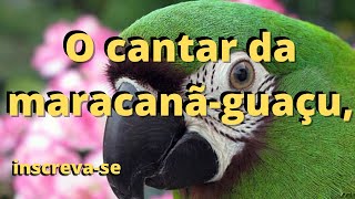 O Canto da Maracanã Guaçu,