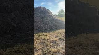 Gin trash cows,cold,mornings sounds like fall to me#farmlife#cows