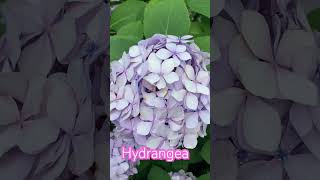 Hydrangea #hydrangeas#flowers #plants  #reels