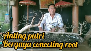 Wiring bonsai anting putri bergaya conecting root