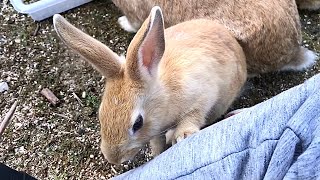 Baby rabbit too interested in humans