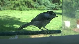 Black-capped Chickadee Hammers Sunflower Seeds