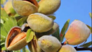 The almond formula! Bitterness turning into sweetness! By Rabbi Zushe Silberstein