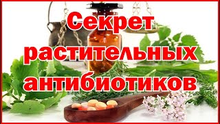 Секрет растительных антибиотиков   The secret of herbal antibiotics