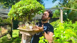 ☀️Desvendando os Segredos do Bonsai: Treinamento Exclusivo para Cultivar Bonsai TOP