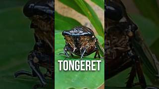 TONGERET APA TURAES? #tongeret #remix #nature #rainforest #hutan