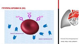 Иммунологическая безопасность трансфузий. Осипова О.В.