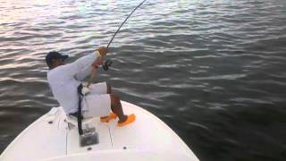 Tarpon fishing in Tampa Bay