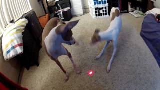 GoPro Hero 2: Italian Greyhounds Chasing Laser Pointer!