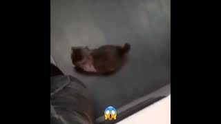 cat jumpscare #shorts #meme #shortfeed