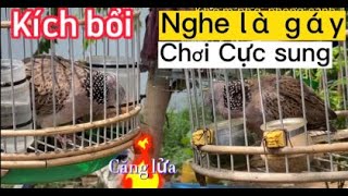 Cu gáy mồi đất đấu cực sung, gù căng lửa | The cuckoo's neck is extremely strong, hunching over fire