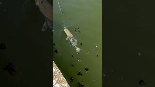 Speckled Trout at the Mandeville lakefront! Lake pontchartrain