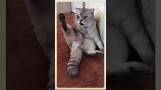 Cute cat#shorts #shortsvideo #pets #cat #youtubeshorts #like