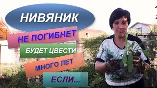 НИВЯНИК НЕ ПОГИБНЕТ | ПЕРЕСАДКА ОБЯЗАТЕЛЬНА ! Секреты многолетнего цветения нивяника