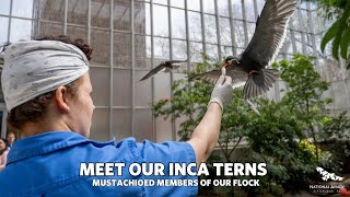 Meet Our Flock of Inca Terns!