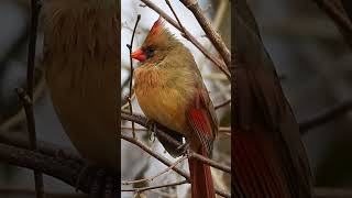 Female Cardinal Bird #shorts  #birds