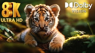 Discover Baby Tigers in the Wild 4K UHD 60FPS 8K