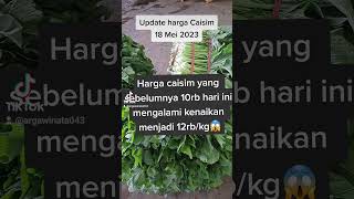 Harga caisim terus mengalami kenaikan #hargasayur #petanimuda #updatehargasayur #comal