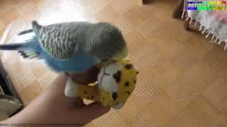 A parrot plays  Positive video.   Попугай играет #2.